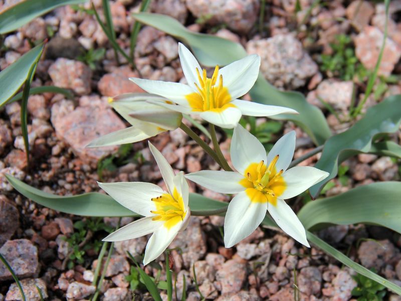 Image of Tulipa bifloriformis specimen.