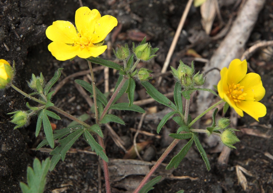 Image of Potentilla patula specimen.