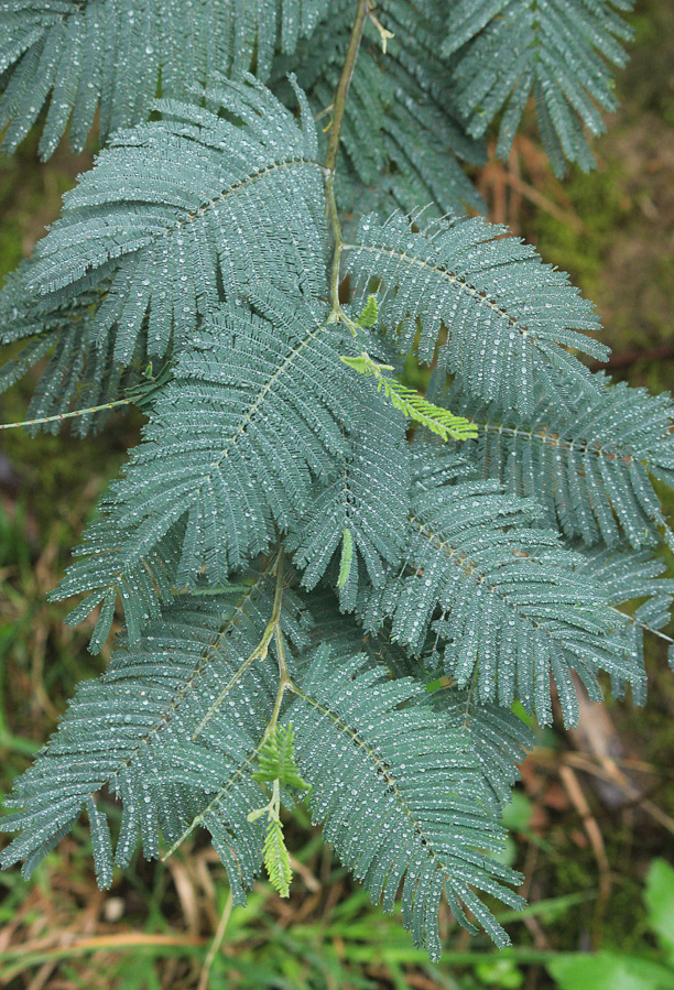 Image of Acacia dealbata specimen.