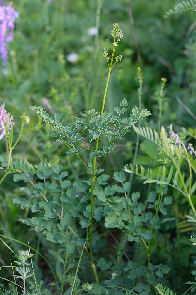 Image of Thalictrum minus specimen.