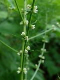 Asparagus schoberioides. Часть побега с цветками. Приморье, окр. г. Находка, у лесной тропы. 13.06.2016.