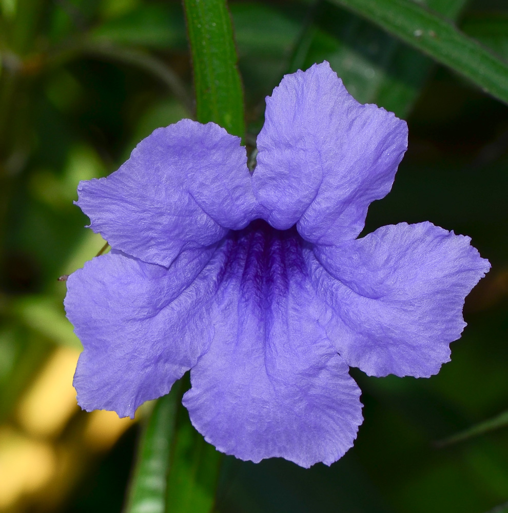 Изображение особи Ruellia simplex.