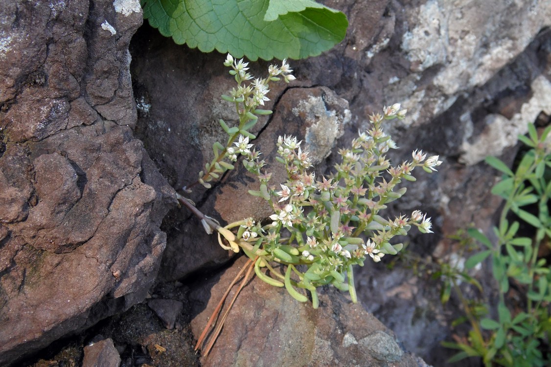 Изображение особи Sedum hispanicum.