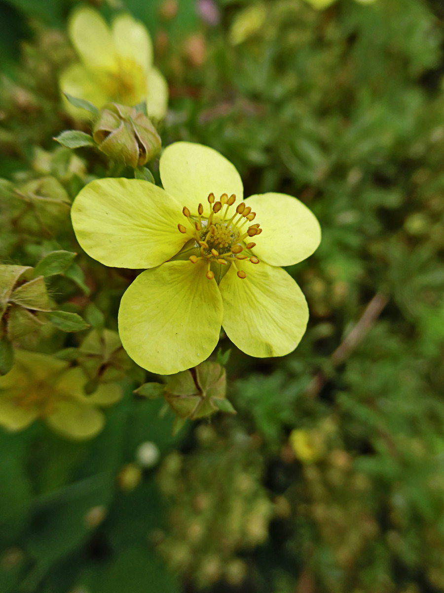 Изображение особи Dasiphora fruticosa.