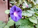 Ipomoea purpurea. Часть побега с цветком. Крым, Алушта, в культуре. 11.10.2016.