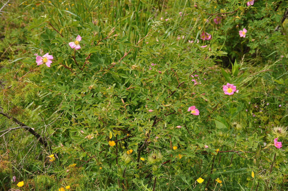 Image of Rosa oxyodon specimen.