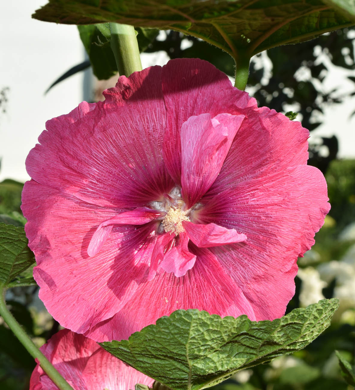 Image of Alcea rosea specimen.