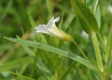 Gratiola officinalis. Часть побега с цветком. Украина, г. Запорожье, возле Детской железной дороги. 04.06.2016.