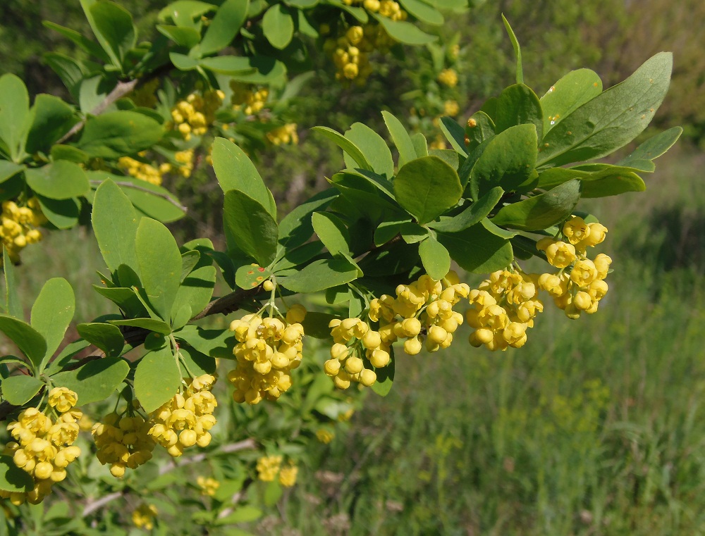 Изображение особи Berberis vulgaris.