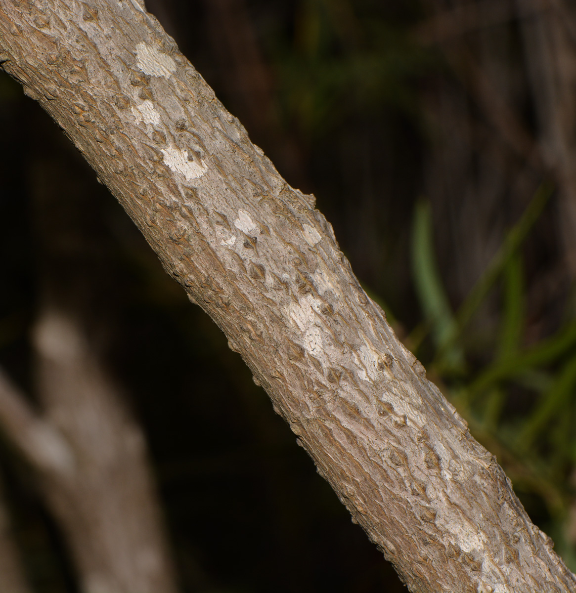 Image of Sophora tomentosa specimen.