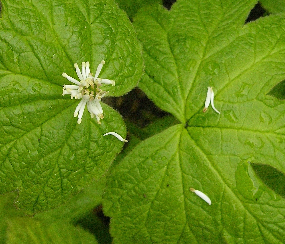 Image of Hydrastis canadensis specimen.