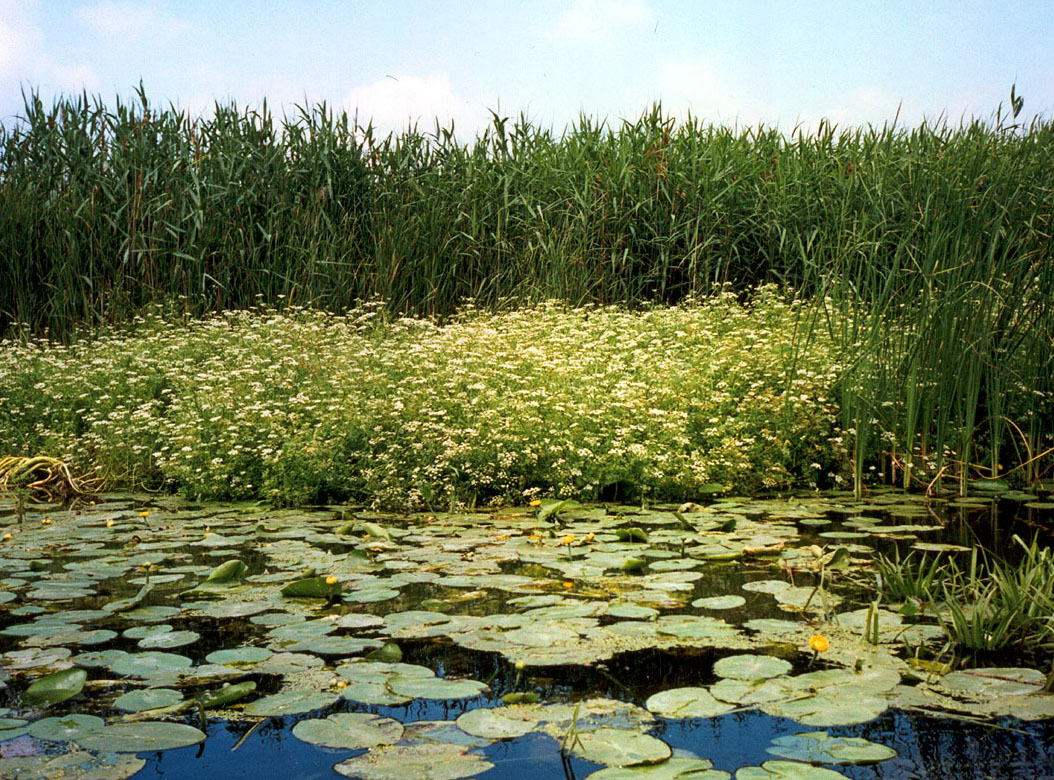 Image of Oenanthe aquatica specimen.