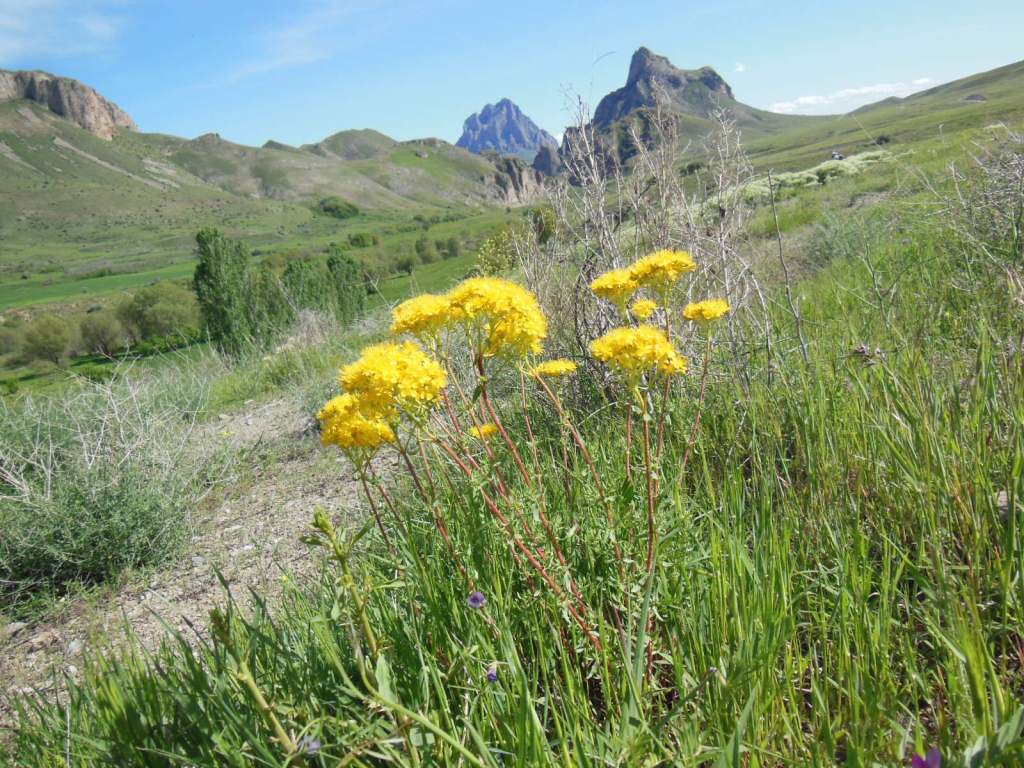 Image of Hypericum scabrum specimen.