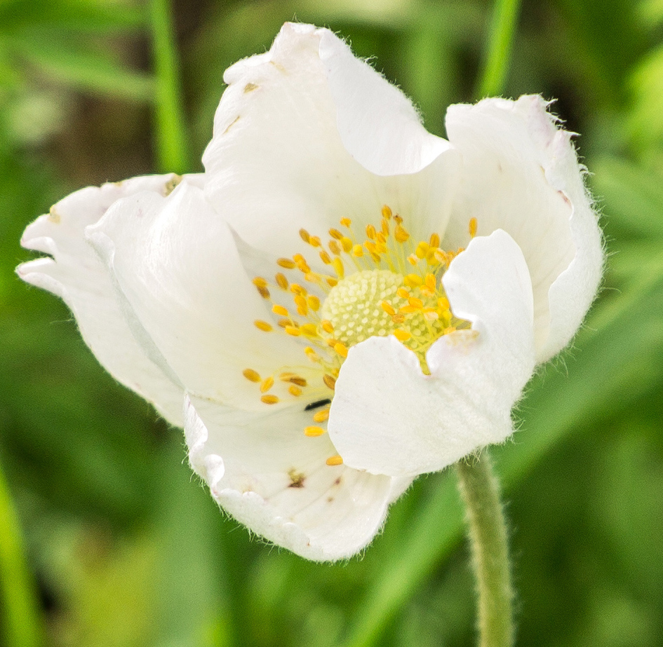 Изображение особи Anemone sylvestris.