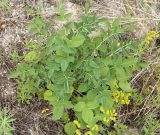 Hedysarum grandiflorum. Молодое растение. Саратовская обл., Вольский р-н, урч. Гремучий дол, меловой склон. 12.06.2015.