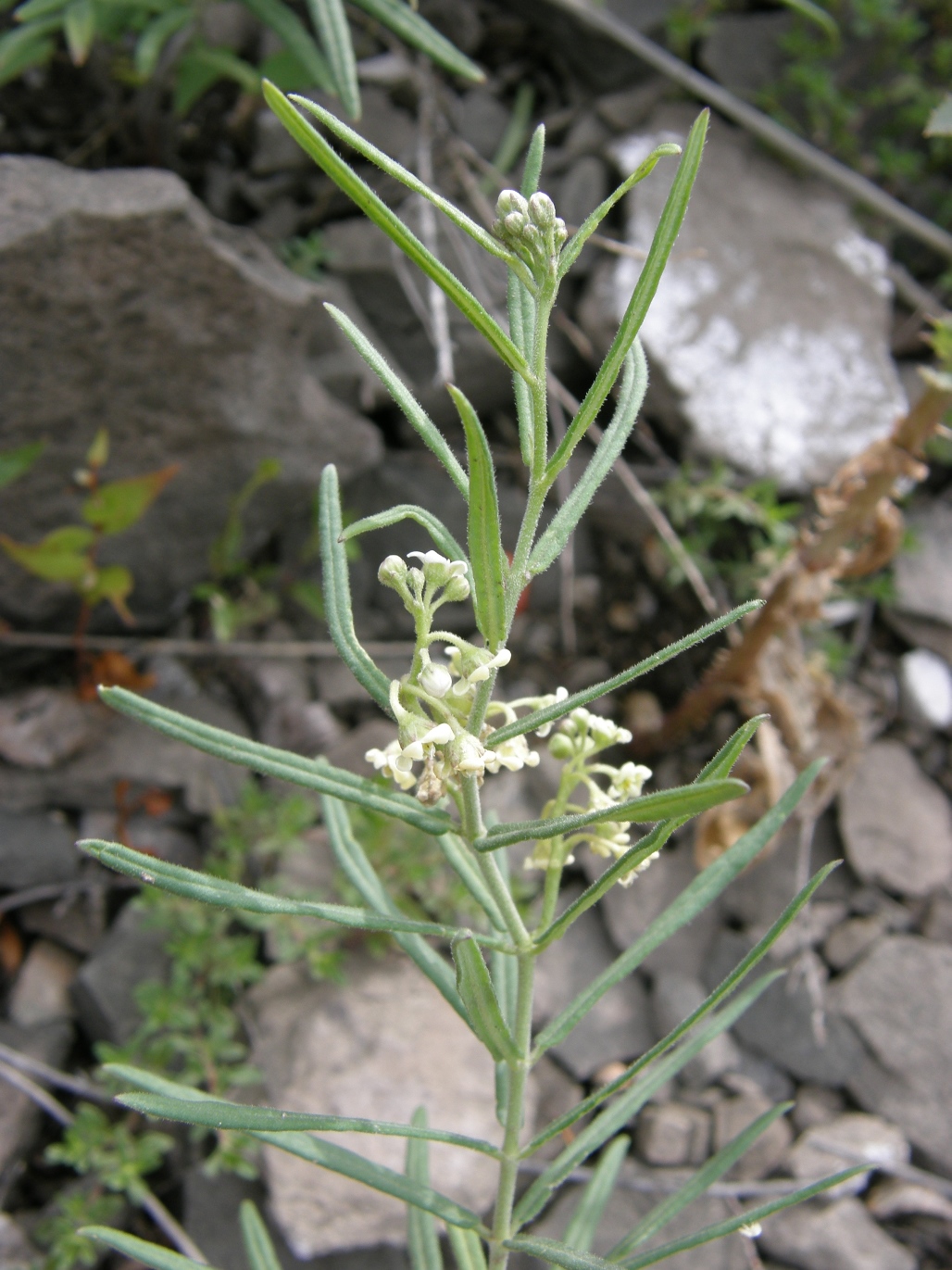 Image of Vincetoxicum sibiricum specimen.