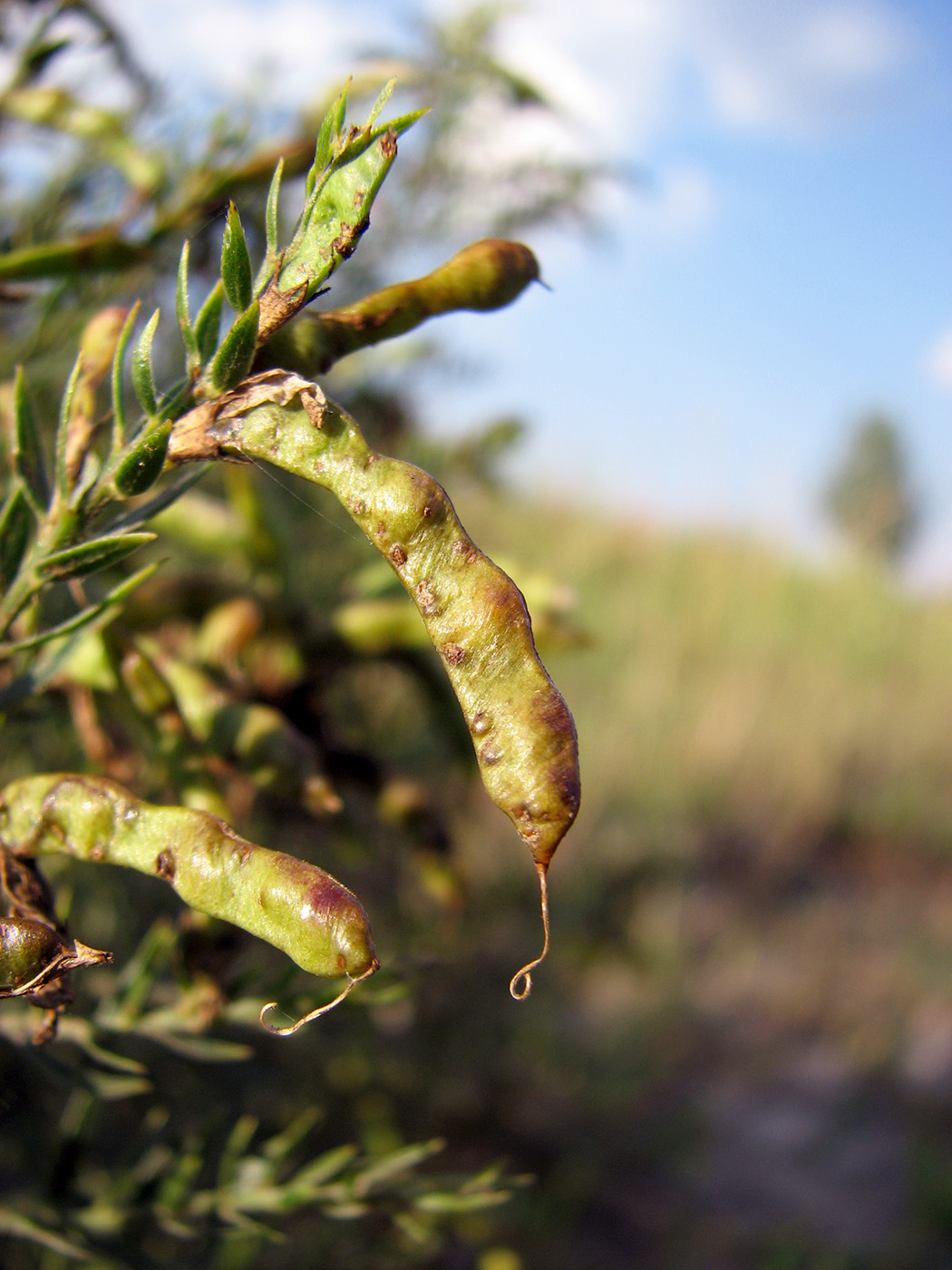 Изображение особи Genista tinctoria.