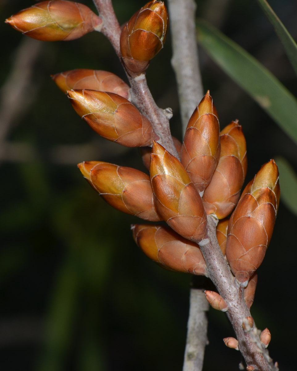 Image of Hakea multilineata specimen.