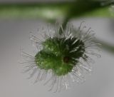 Circaea lutetiana ssp. quadrisulcata