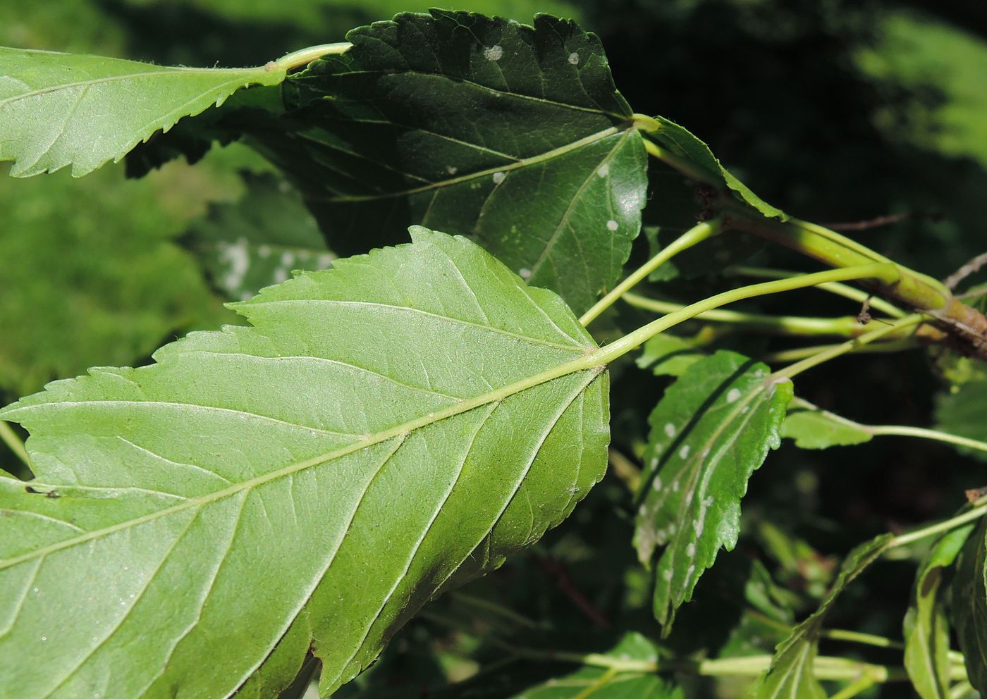 Image of genus Acer specimen.