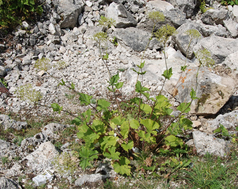 Изображение особи Valeriana alliariifolia.