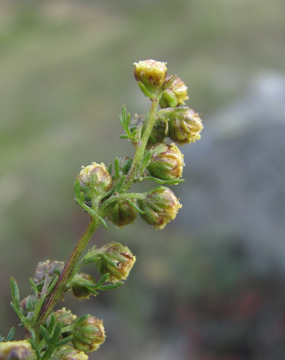 Image of Artemisia chamaemelifolia specimen.