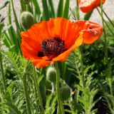 Papaver orientale