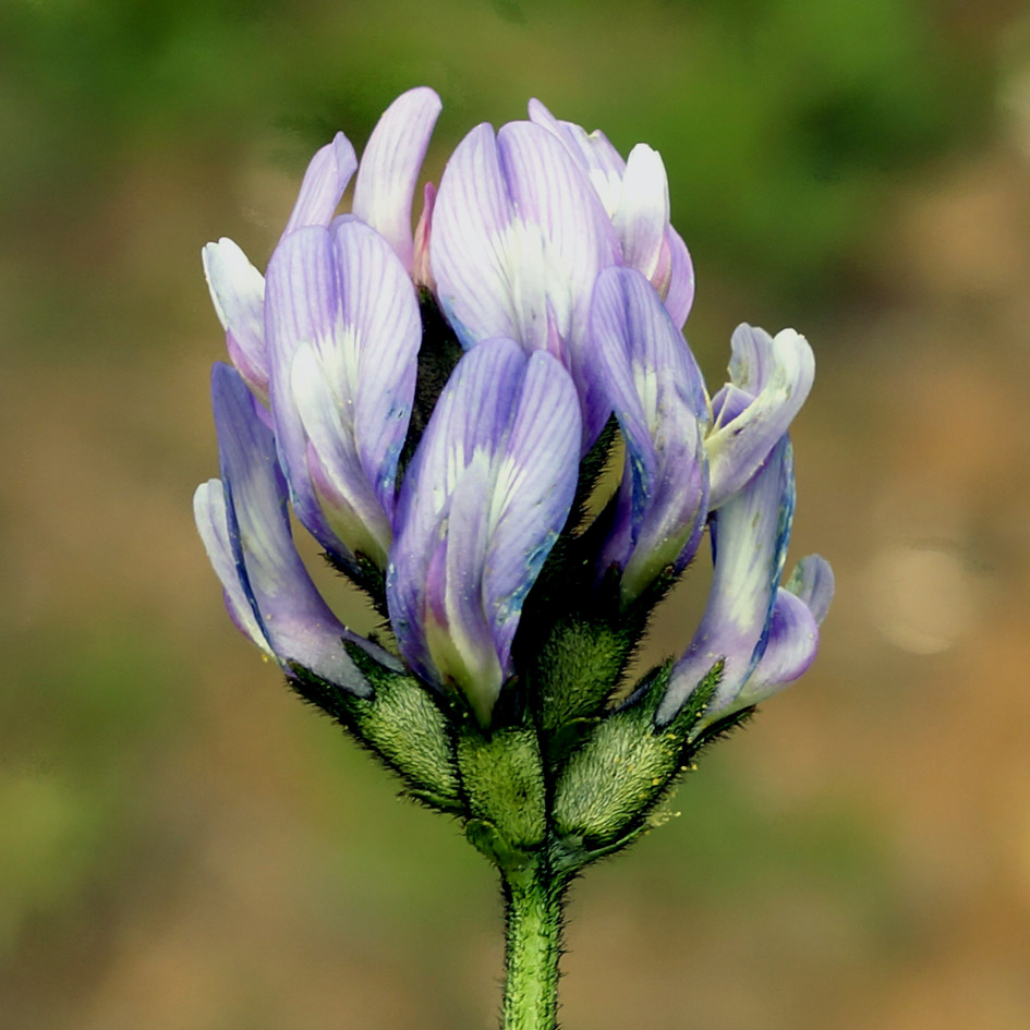 Image of Astragalus agrestis specimen.