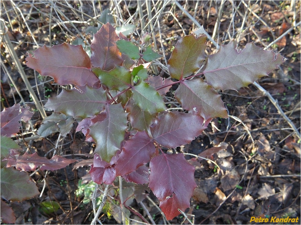 Image of Mahonia aquifolium specimen.