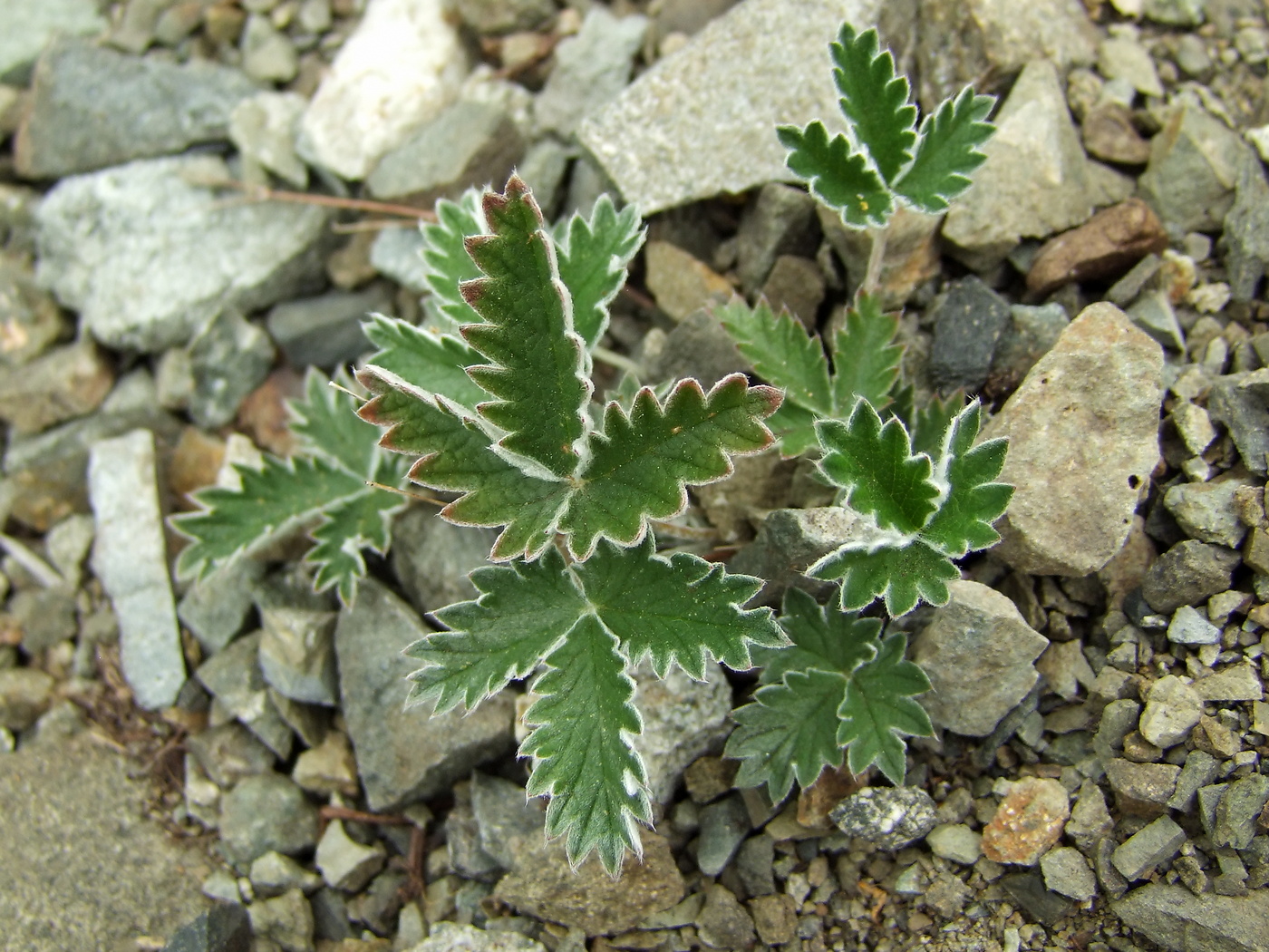 Image of Potentilla nivea specimen.