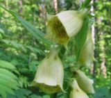 Digitalis grandiflora. Цветки. Средний Урал, Пермский край, Кунгурский р-н, окр. с. Филипповка, правый берег р. Сылва, подножие камня Ермак, пологий склон, лесная поляна с высокой травой. 16.07.2017.