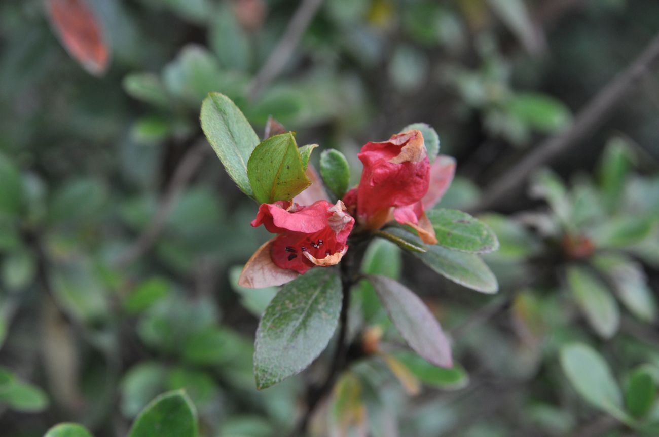 Image of genus Rhododendron specimen.