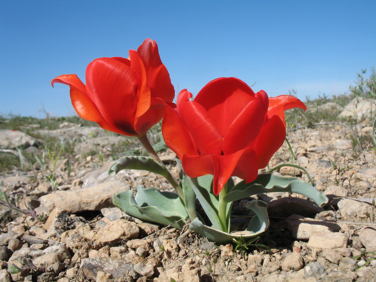 Изображение особи Tulipa alberti.