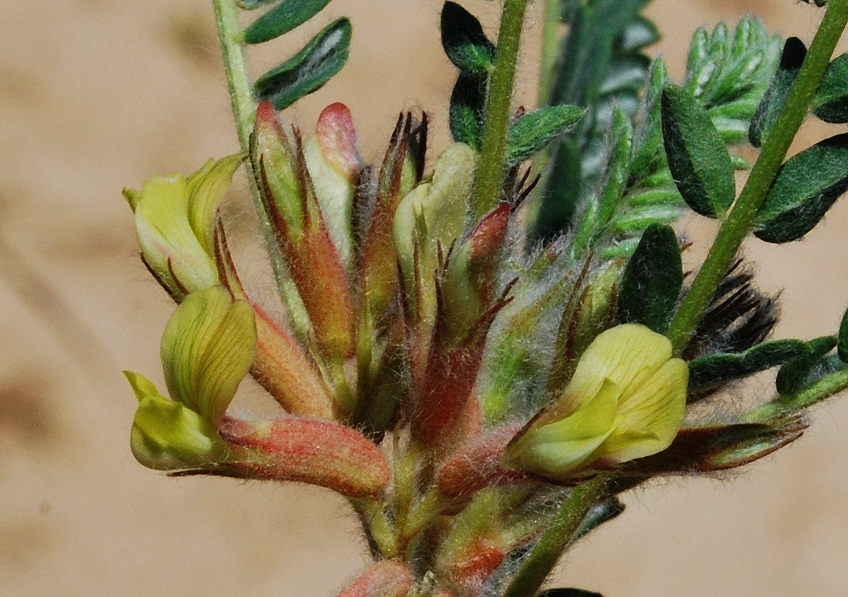 Image of Astragalus mucidus specimen.