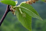 Ostrya carpinifolia. Молодой лист (нижняя сторона) и женское соцветие. Республика Адыгея, Майкопский р-н, ок. 6 км юго-восточнее хутора Победа, хребет Скалистый (Уна-Коз), скала Галкина, на скалистом обнажении у обрыва. 05.05.2018.