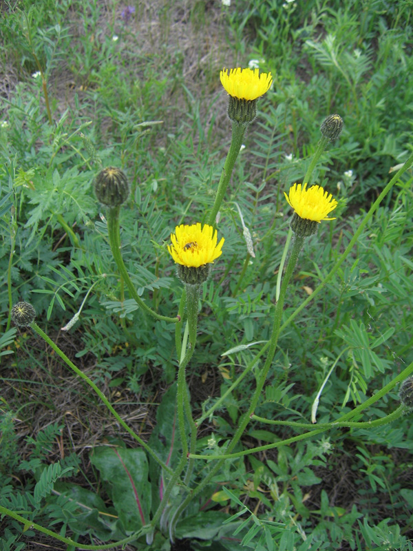 Image of Trommsdorffia maculata specimen.