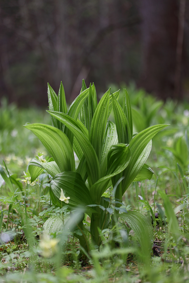 Image of Veratrum lobelianum specimen.