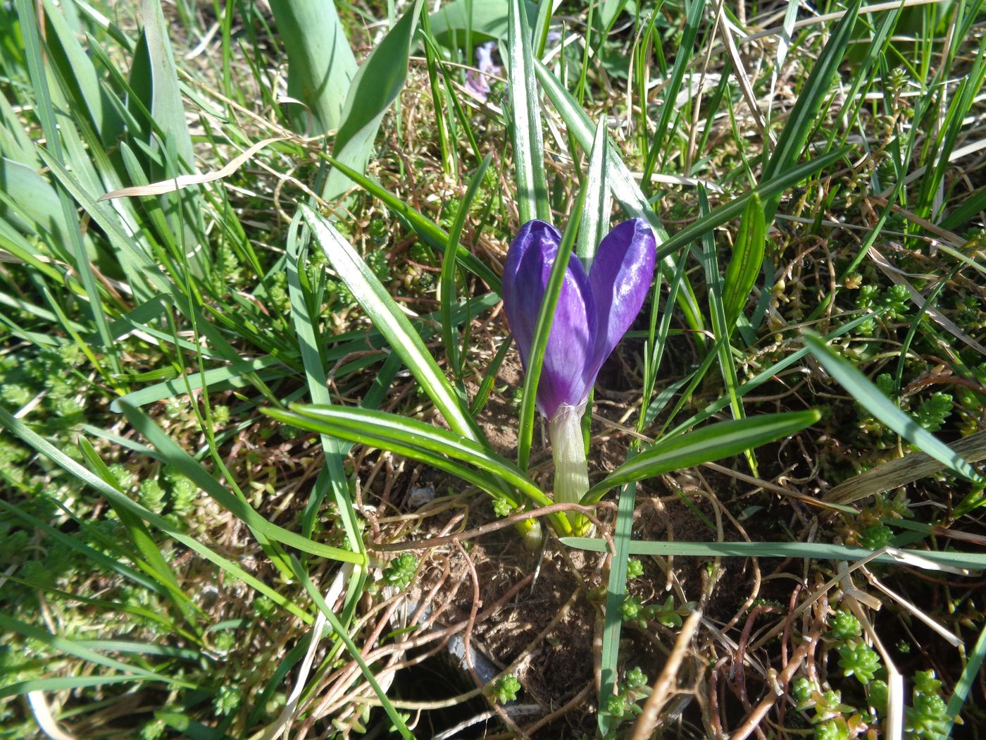 Изображение особи Crocus vernus.