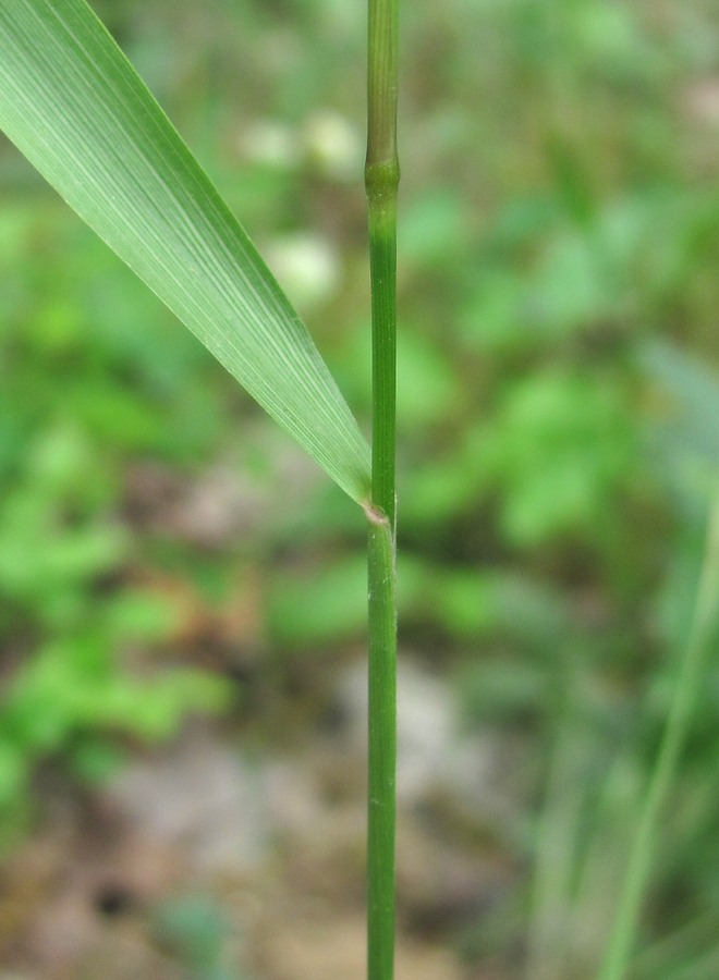 Изображение особи Achnatherum virescens.