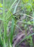 Scirpus sylvaticus. Верхушка бутонизирующего растения. Пермский край, Краснокамский р-н, сосново-пушицево-кустарничково-сфагновое болото. 17.06.2018.