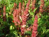 Rumex marschallianus