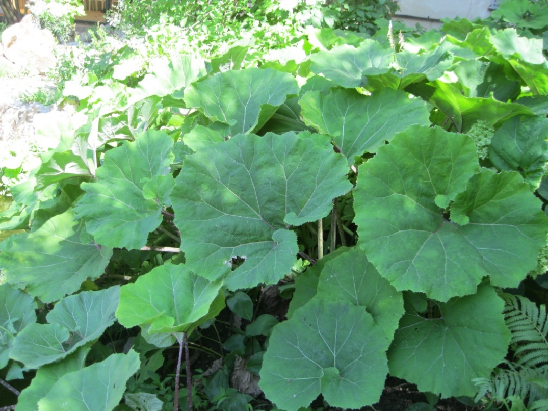 Image of Petasites hybridus specimen.