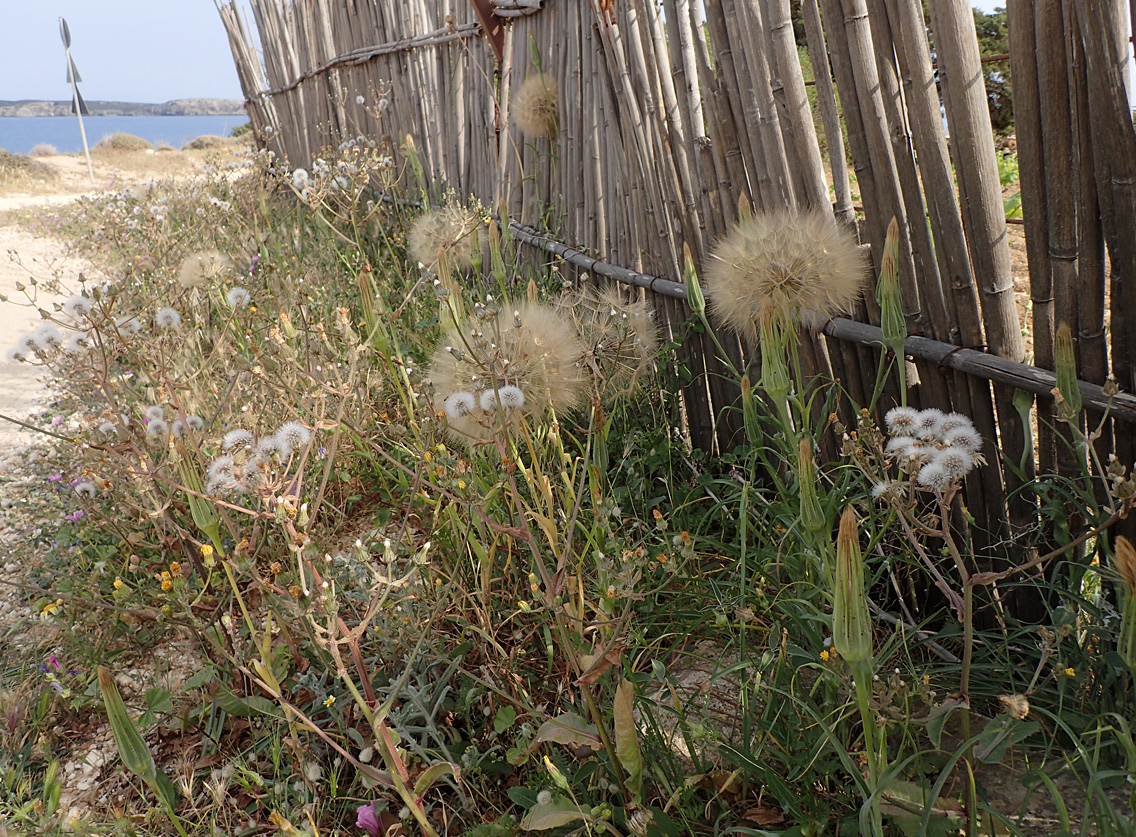 Image of Tragopogon australis specimen.