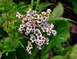 Bergenia crassifolia. Соцветие (некоторые цветки с увеличенным числом лепестков). Алтай, Катунский хребет, берег оз. Среднее Мультинское, ≈ 1600 м н.у.м., опушка хвойного леса. 30.06.2018.