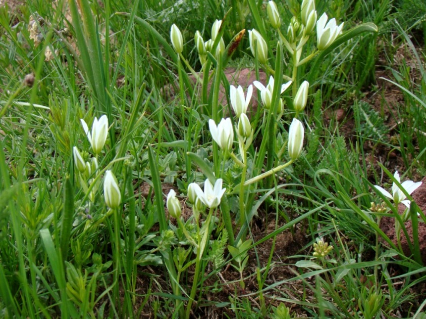 Image of Ornithogalum balansae specimen.