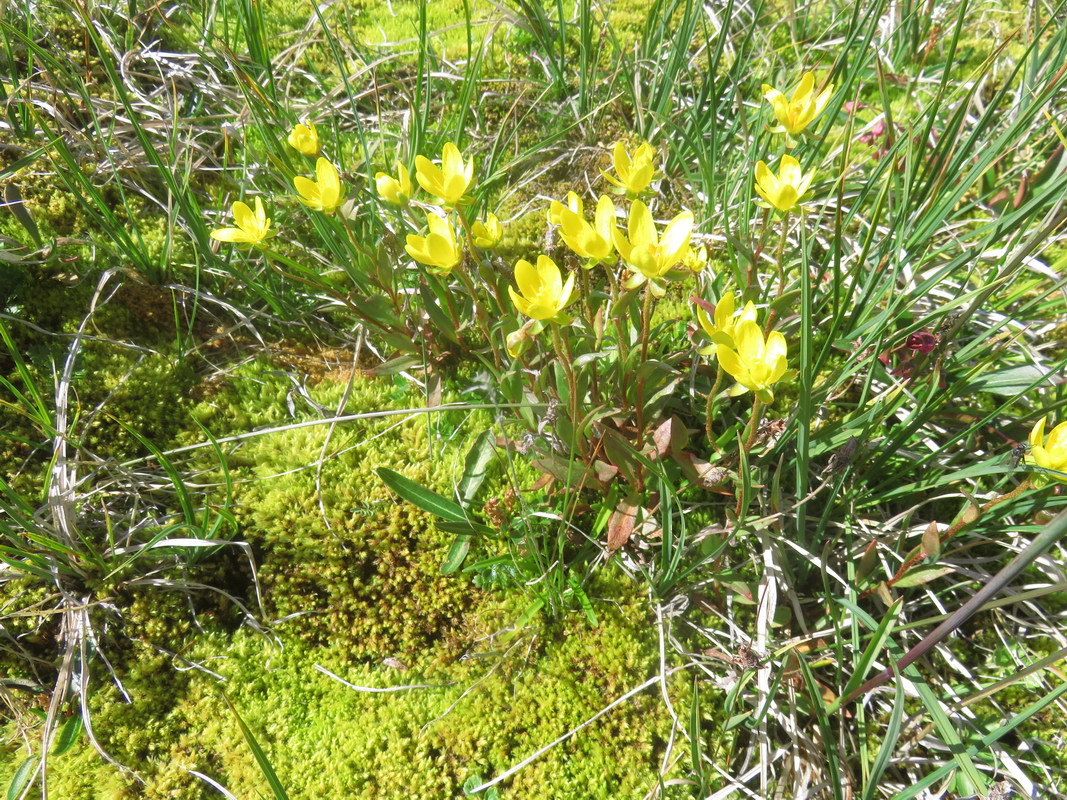 Изображение особи Saxifraga hirculus.