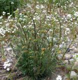 Artemisia borealis. Цветущее растение среди Dimorphostemon pectinatus. Магаданская обл., Ольский р-н, окр. пгт Ола, галечник в пойме р. Ола. 28.06.2017.