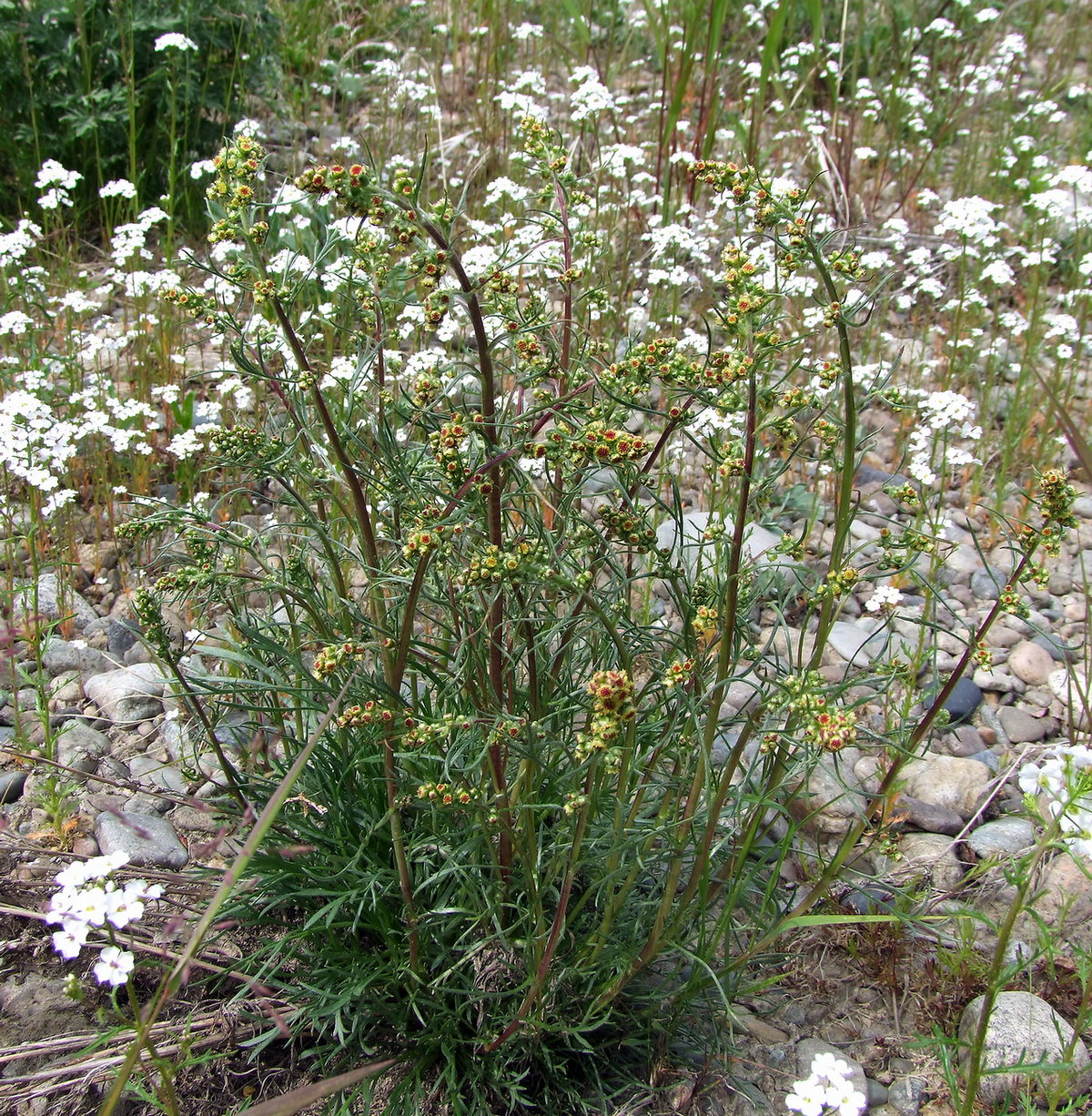 Image of Artemisia borealis specimen.