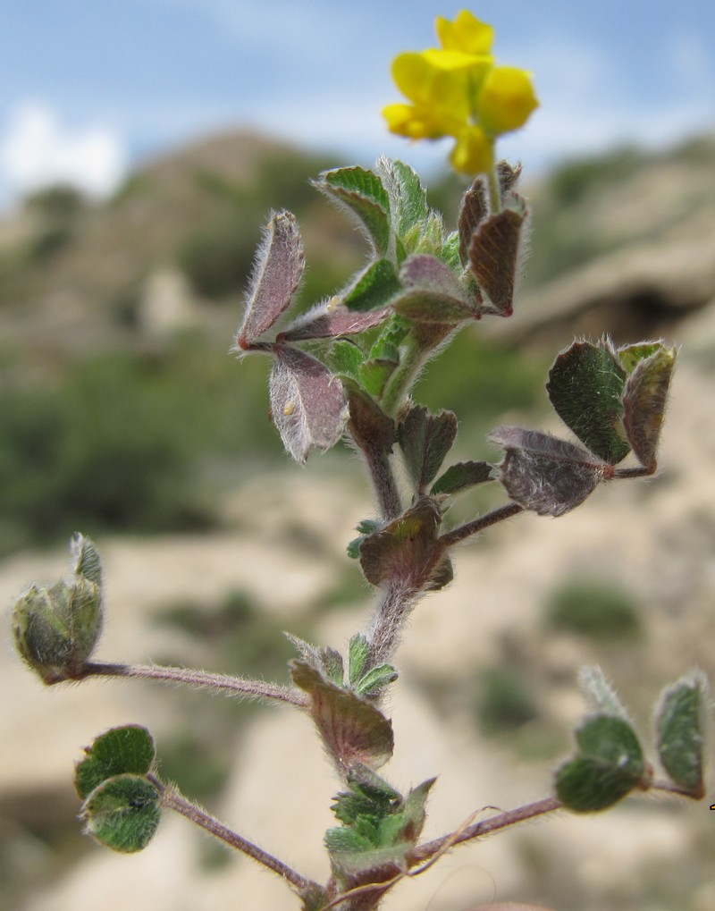 Image of genus Medicago specimen.