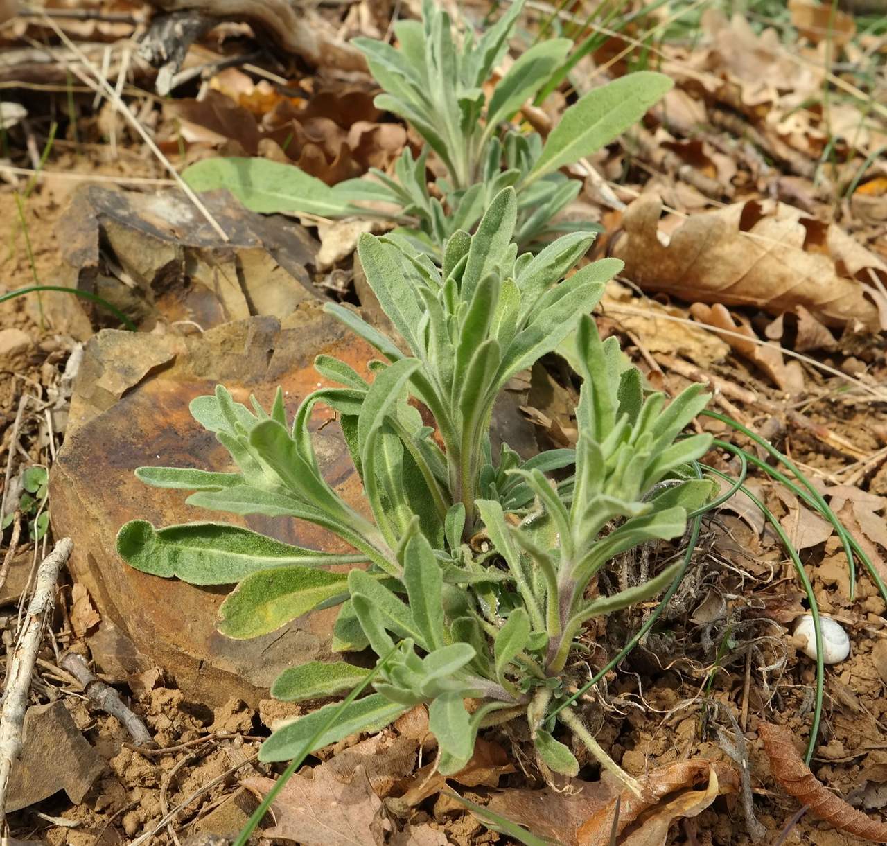 Image of Fibigia clypeata specimen.